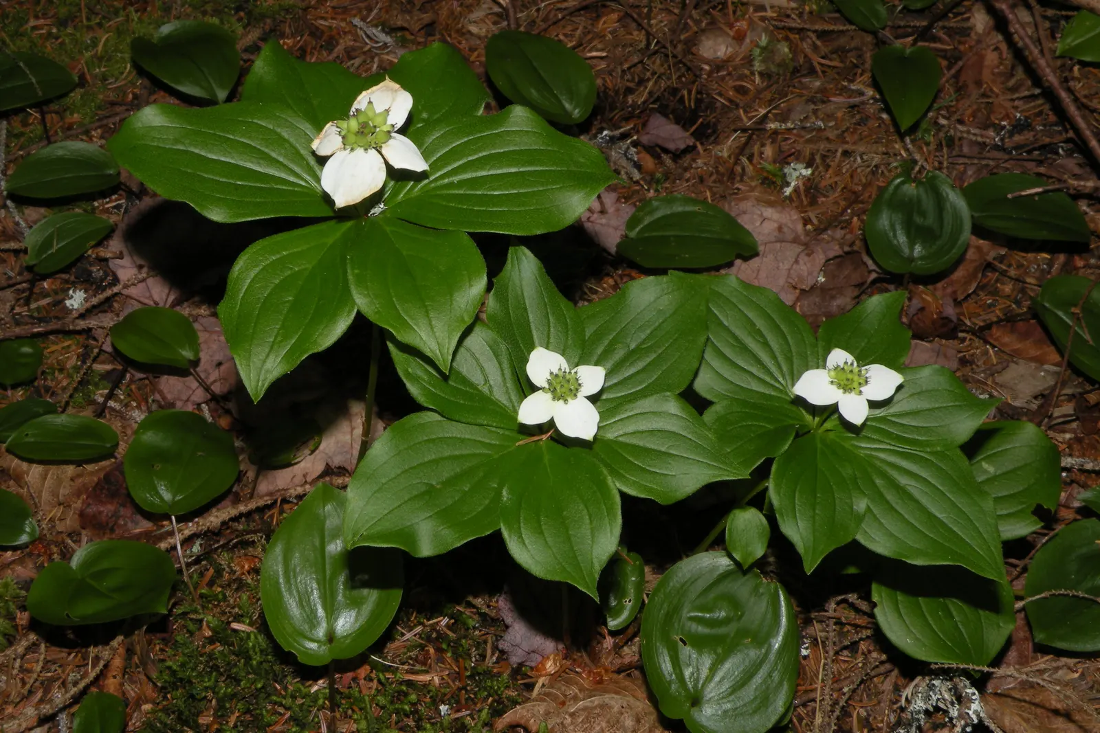 Bunchberry (Cornus Canadensis) — verdant foliage.<br><br>The plant's leaves are arranged in a whorled pattern; white flowers in the garden, image 148