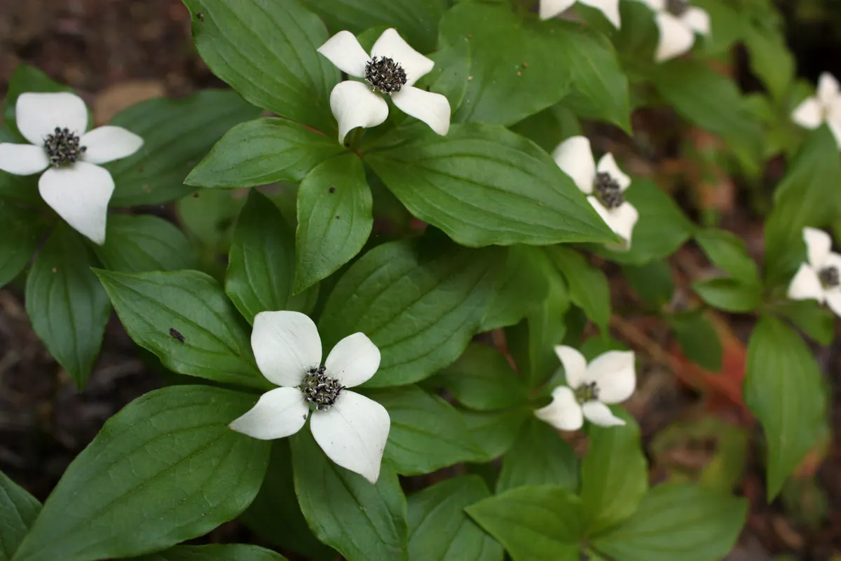 Bunchberry (Cornus Canadensis) — providing an enduring and ever-changing beauty