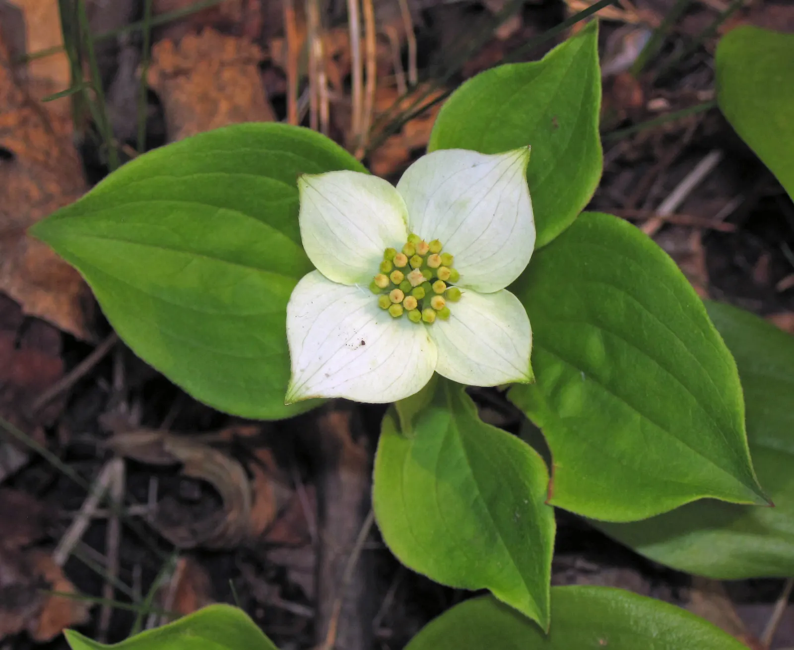 Bunchberry (Cornus Canadensis) — verdant foliage.<br><br>The plant's leaves are arranged in a whorled pattern; white flowers in the garden, image 171