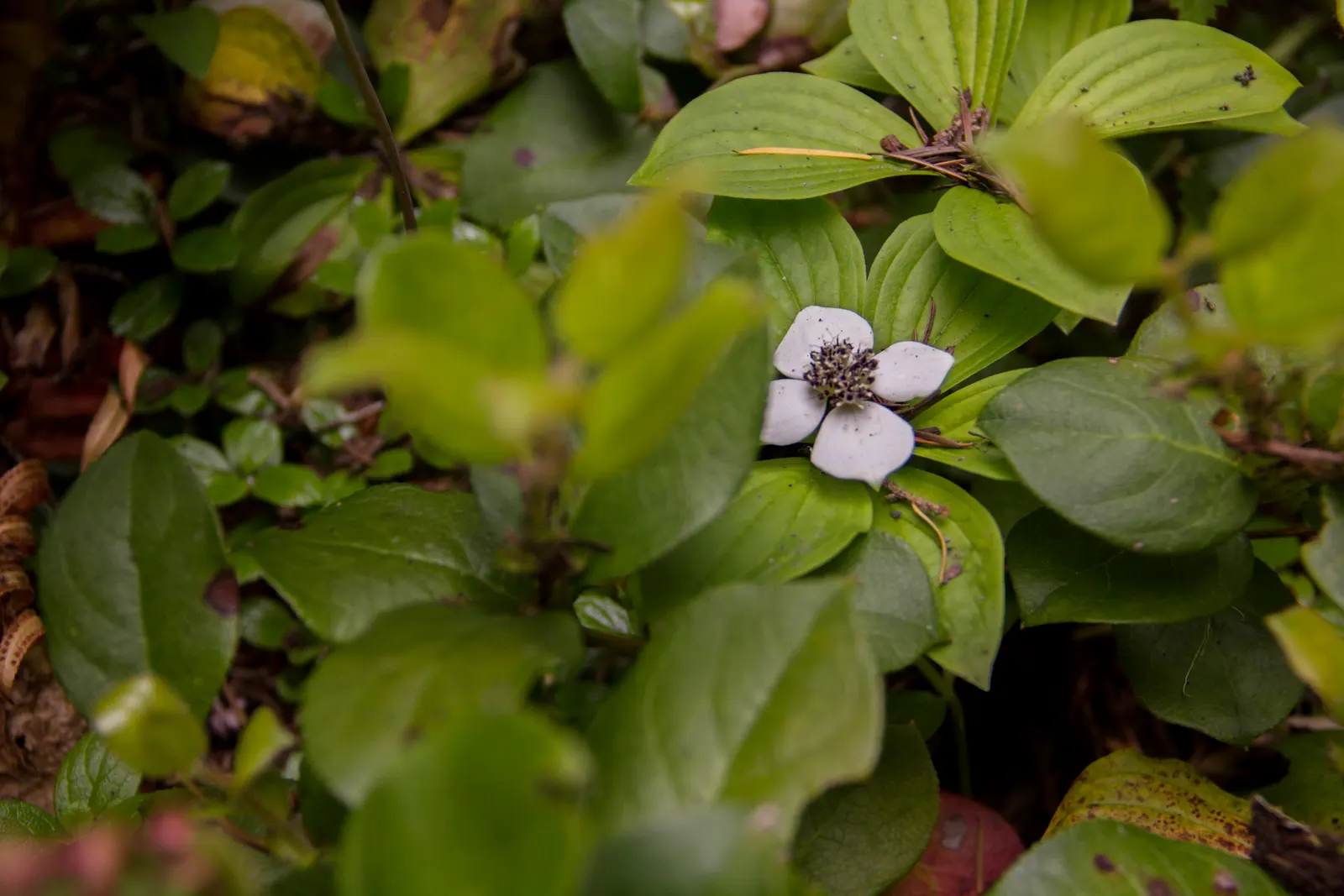 Bunchberry (Cornus Canadensis) — with four to six leaves creating a collar around a central stem; adding seasonal interest to shade gardens or, image 172