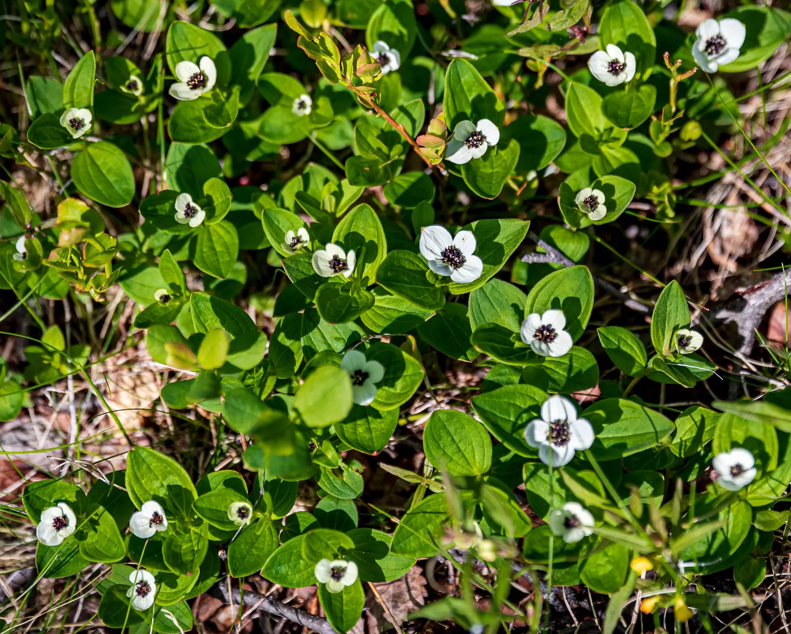 Bunchberry (Cornus Canadensis) — Its green foliage turns a vibrant red in fall; it thrives in cool, moist, acidic soil, and prefers partial to full, image 165