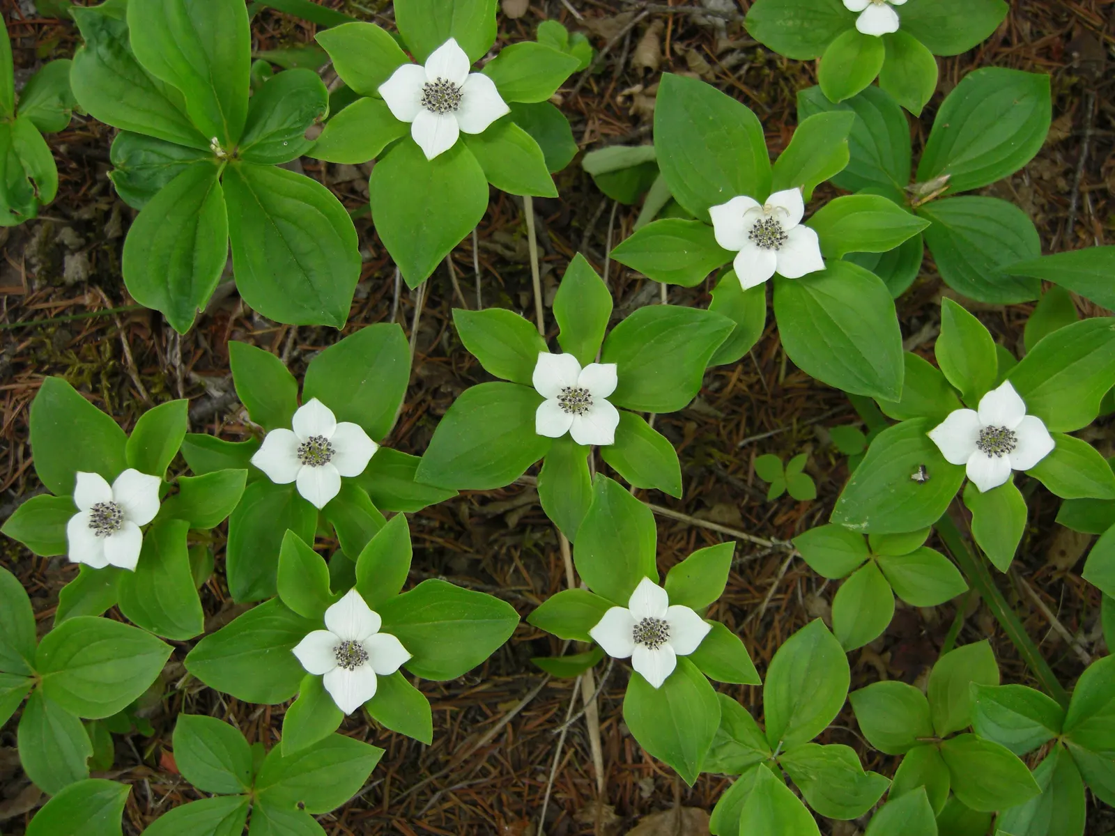 Bunchberry (Cornus Canadensis) — These blooms mature into striking clusters of bright red berries by late summer; offering a year-round visual, image 82