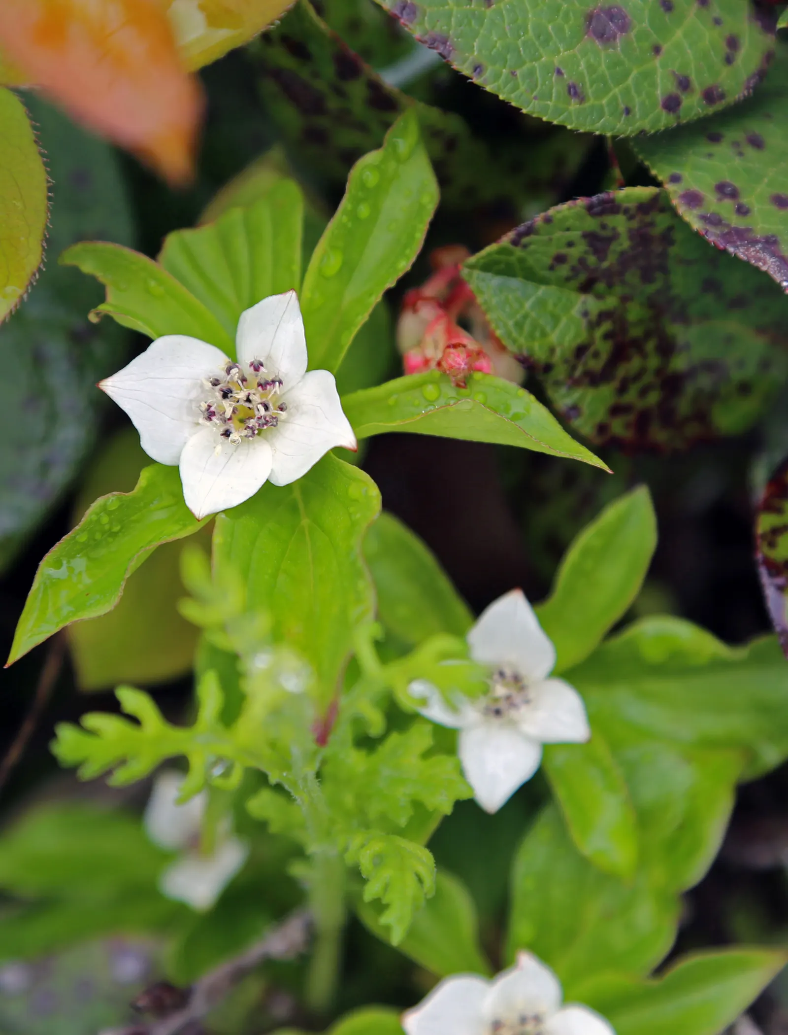 Bunchberry (Cornus Canadensis) — This North American native features striking white flowers in late spring and red berries in summer; this plant's, image 95
