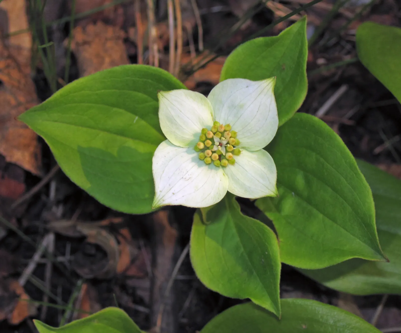 Bunchberry (Cornus Canadensis) — ground cover / shrub with white blooms; these blooms mature into striking clusters of bright red berries by late, image 114