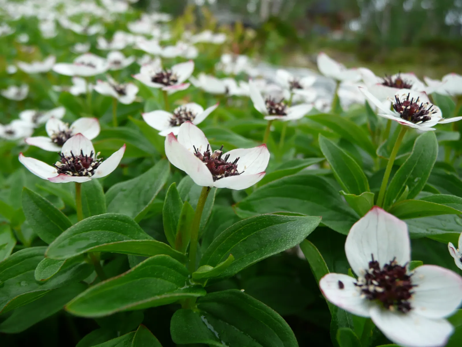 Bunchberry (Cornus Canadensis) — providing a feast for various bird species.<br><br>Bunchberry requires moist; verdant foliage.<br><br>The plant's, image 84