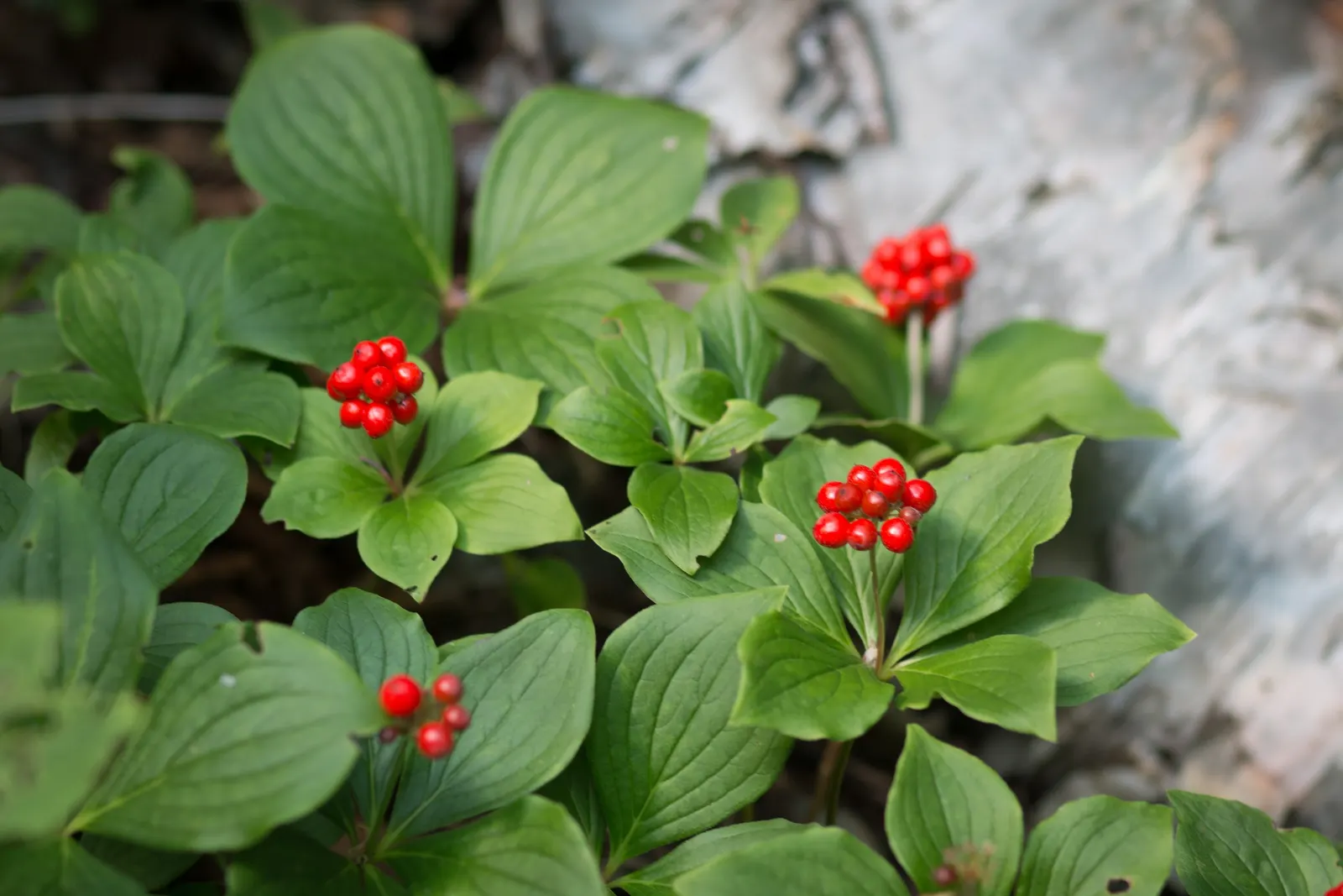 Bunchberry (Cornus Canadensis) — Cornus canadensis, or Bunchberry, is a low-growing, herbaceous perennial reaching 4 to 8 inches in height; its, image 116