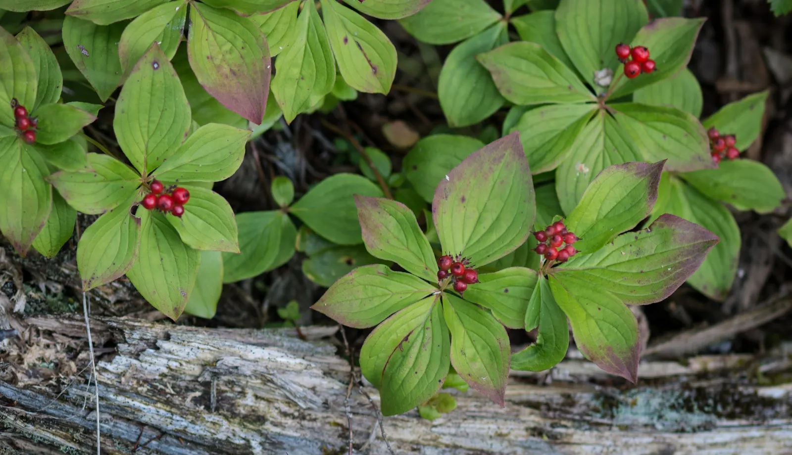 Bunchberry (Cornus Canadensis) — showy white bracts - often mistaken for petals - that are 1 to 2 inches across, image 81