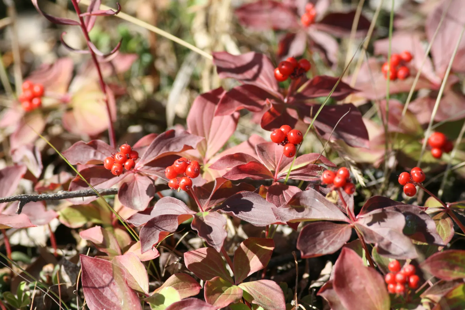 Bunchberry (Cornus Canadensis) — adding seasonal interest to shade gardens or naturalized woodland settings; spreading through rhizomes to form a, image 120