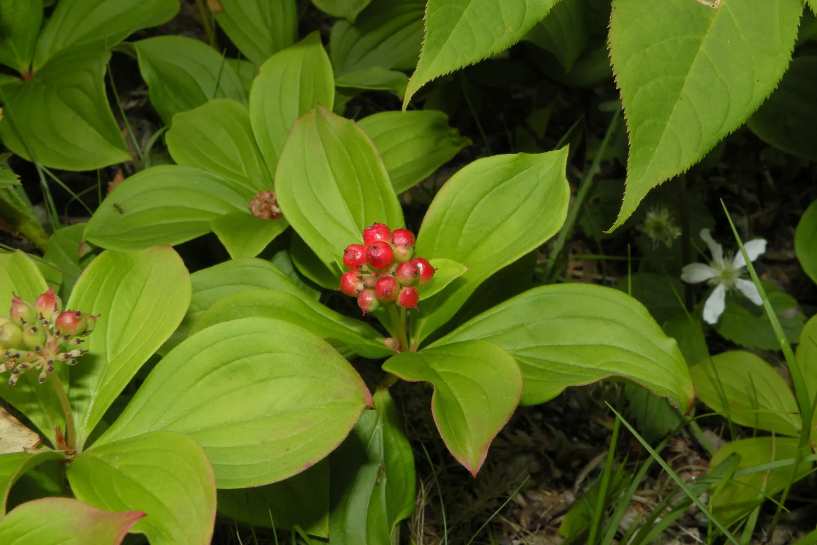 Bunchberry (Cornus Canadensis) — This plant's creeping habit and variegated seasonal interest make it an ideal choice for edgings