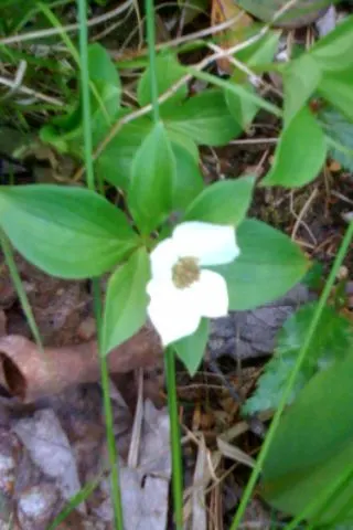Bunchberry (Cornus Canadensis) — ground cover / shrub with white blooms; these blooms mature into striking clusters of bright red berries by late, image 91
