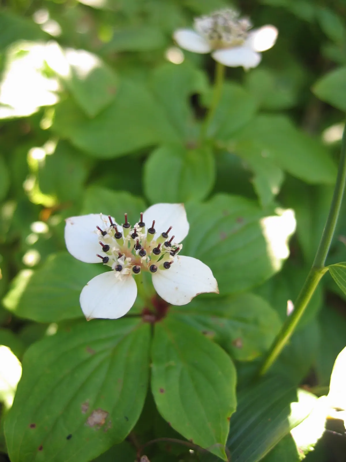 Bunchberry (Cornus Canadensis) — with four to six leaves creating a collar around a central stem; adding seasonal interest to shade gardens or, image 126