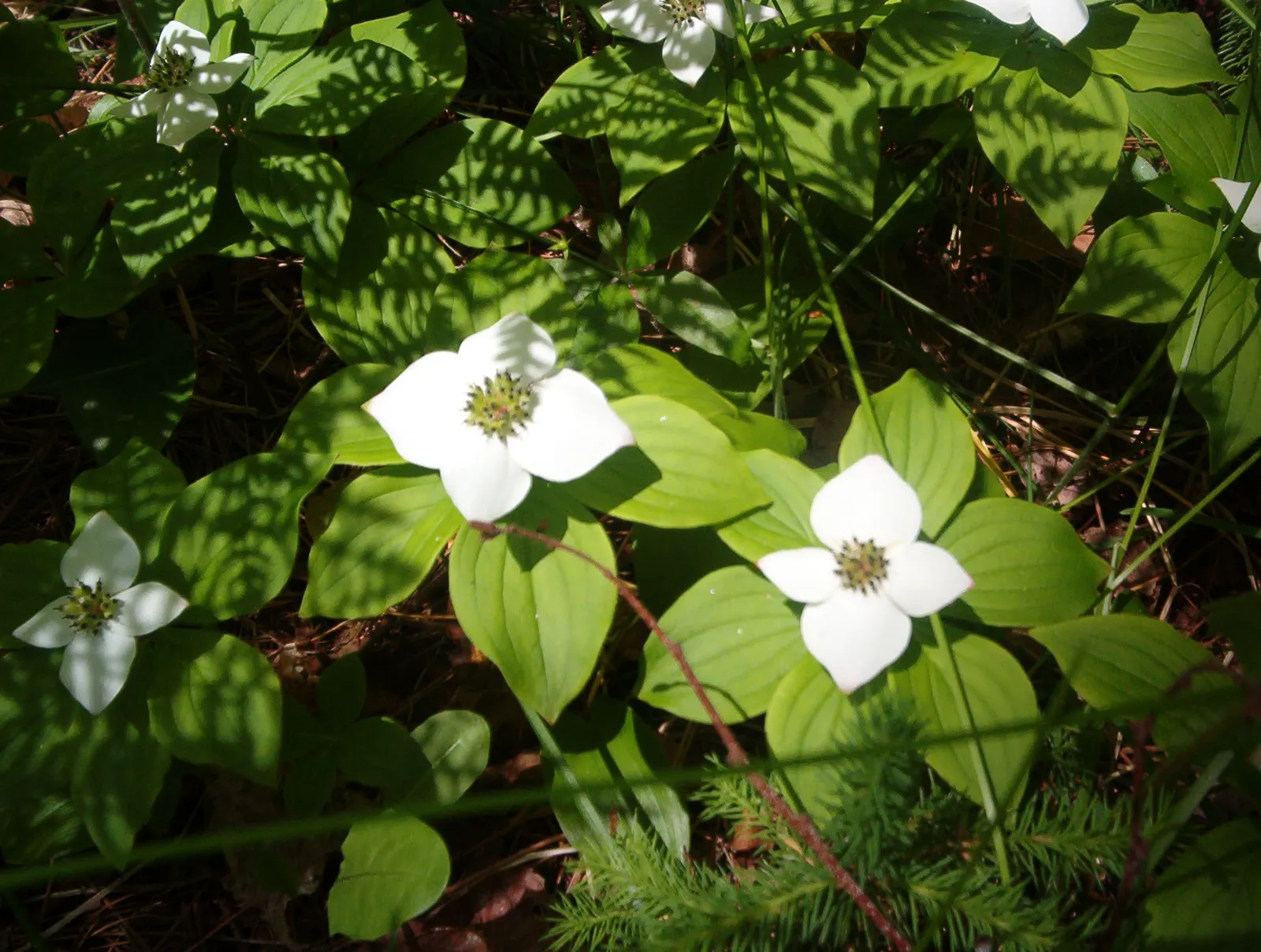 Bunchberry (Cornus Canadensis) — showy white bracts - often mistaken for petals - that are 1 to 2 inches across, image 104