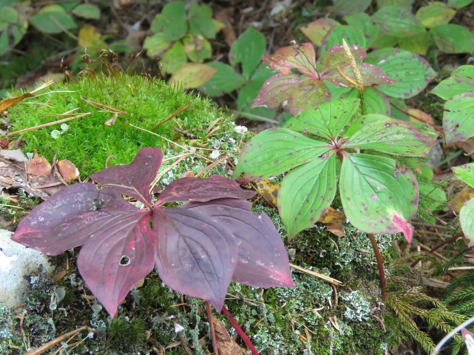 Bunchberry (Cornus Canadensis) — Cornus canadensis, or Bunchberry, is a low-growing, herbaceous perennial reaching 4 to 8 inches in height; its green foliage