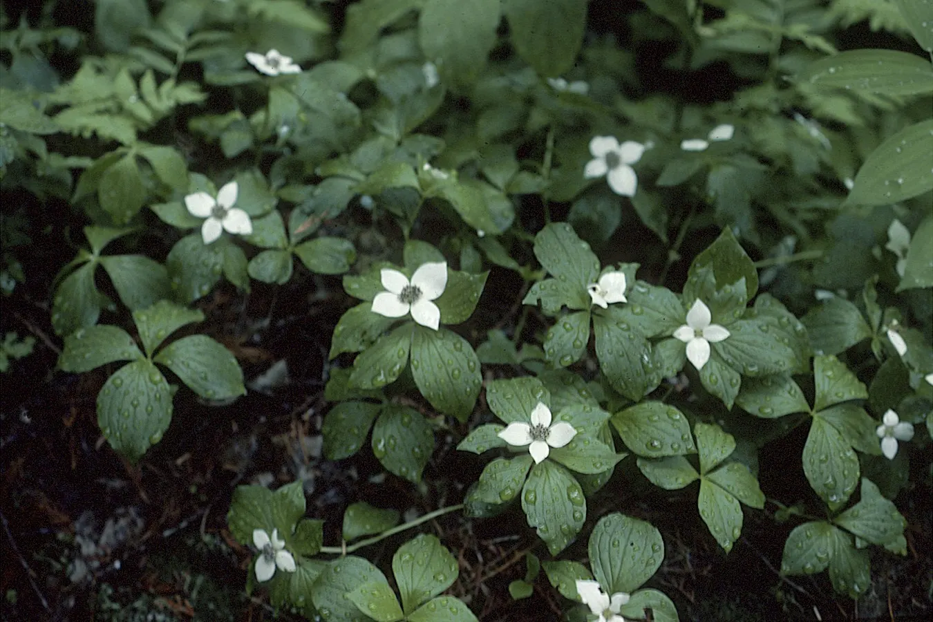 Bunchberry (Cornus Canadensis) — spreading through rhizomes to form a carpet of lush; each approximately 1/4 to 3/8 inch in diameter, image 101