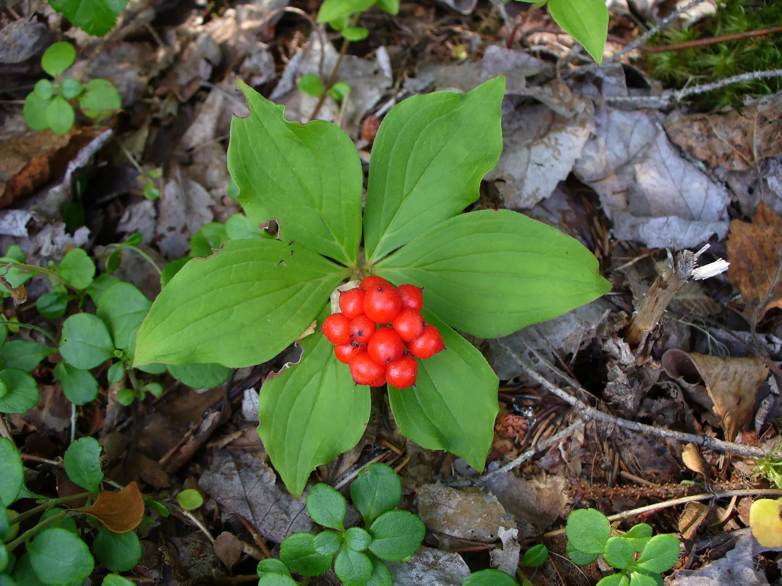 Bunchberry (Cornus Canadensis) — providing a feast for various bird species.<br><br>Bunchberry requires moist; verdant foliage.<br><br>The plant's, image 107