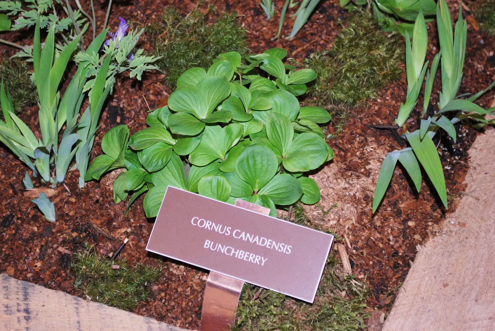 Bunchberry (Cornus Canadensis) — showy white bracts - often mistaken for petals - that are 1 to 2 inches across