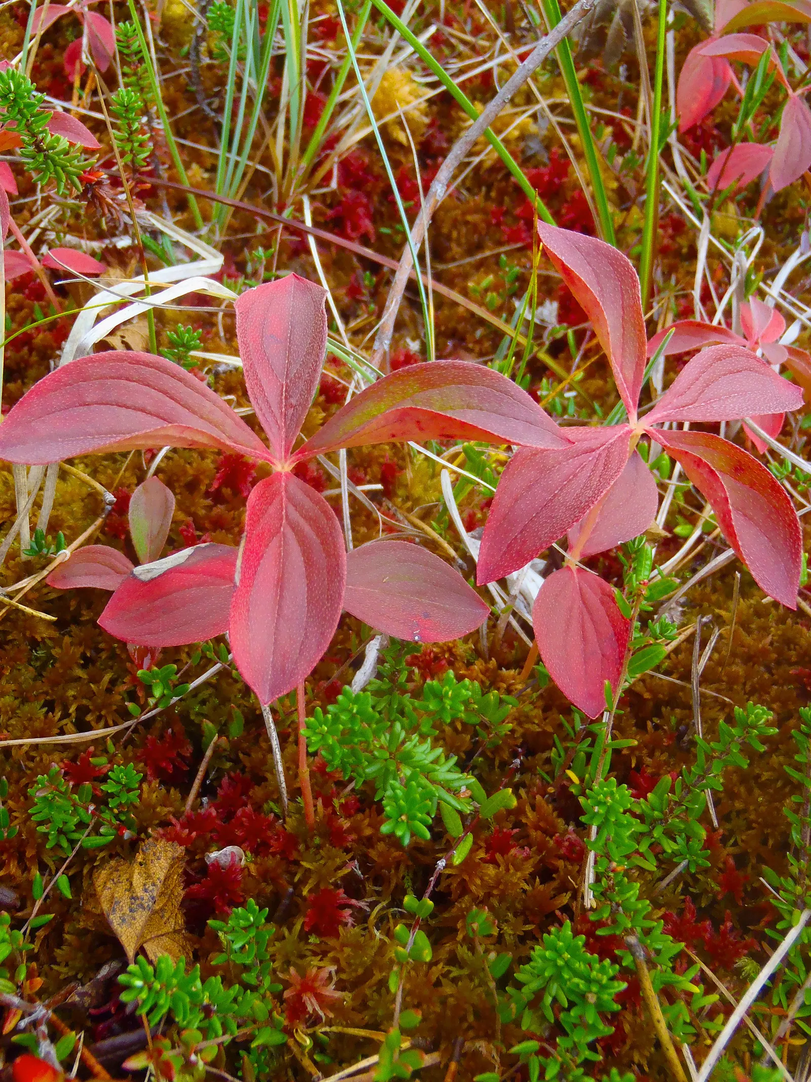 Bunchberry (Cornus Canadensis) — A native to northern temperate and boreal forests, it thrives under the dappled shade of woodland settings; ground, image 76