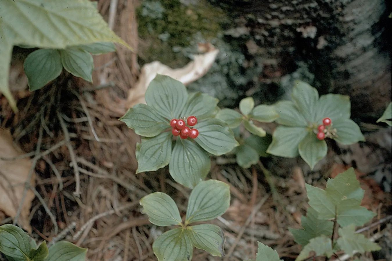 Bunchberry (Cornus Canadensis) — The Bunchberry, or Cornus canadensis, is an enchanting ground cover plant that belongs to the Cornaceae family, image 75