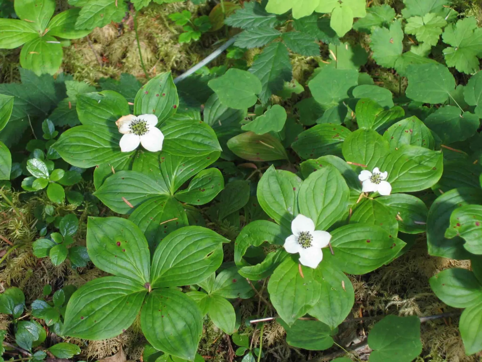 Bunchberry (Cornus Canadensis) — This diminutive dynamo typically reaches a modest height of 4 to 8 inches; a native to northern temperate and, image 54