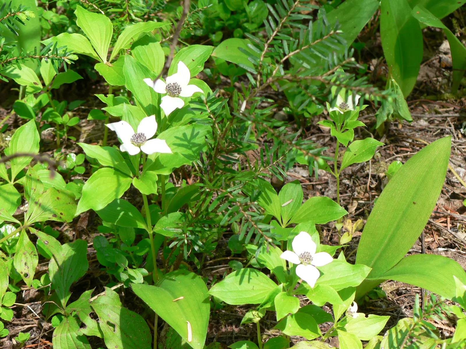 Bunchberry (Cornus Canadensis) — A native to northern temperate and boreal forests, it thrives under the dappled shade of woodland settings; ground, image 99