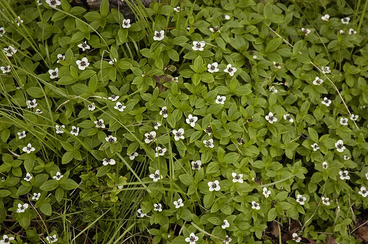 Bunchberry (Cornus Canadensis) — A native to northern temperate and boreal forests, it thrives under the dappled shade of woodland settings; ground, image 145