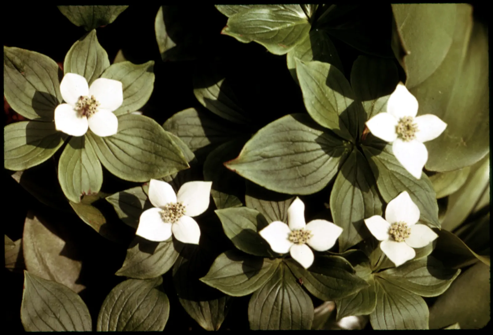 Bunchberry (Cornus Canadensis) — well-drained soil with an acidic to neutral pH; tolerant of cold climates, it grows optimally in USDA hardiness, image 108