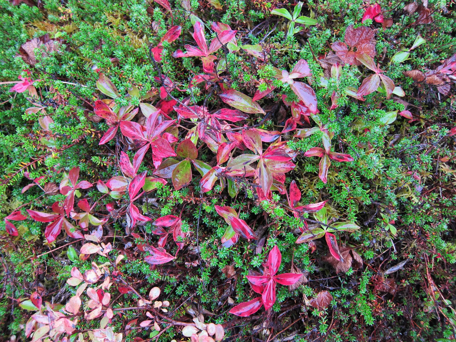 Bunchberry (Cornus Canadensis) — spreading through rhizomes to form a carpet of lush