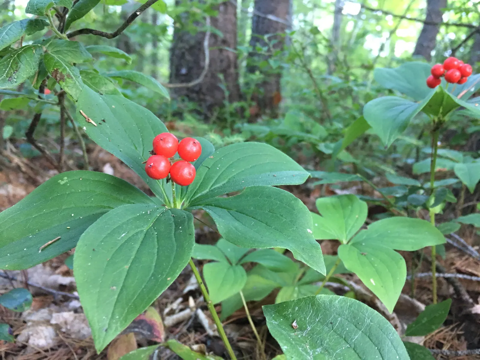 Bunchberry (Cornus Canadensis) — white flowers in the garden; the Bunchberry, or Cornus canadensis, is an enchanting ground cover plant that, image 159