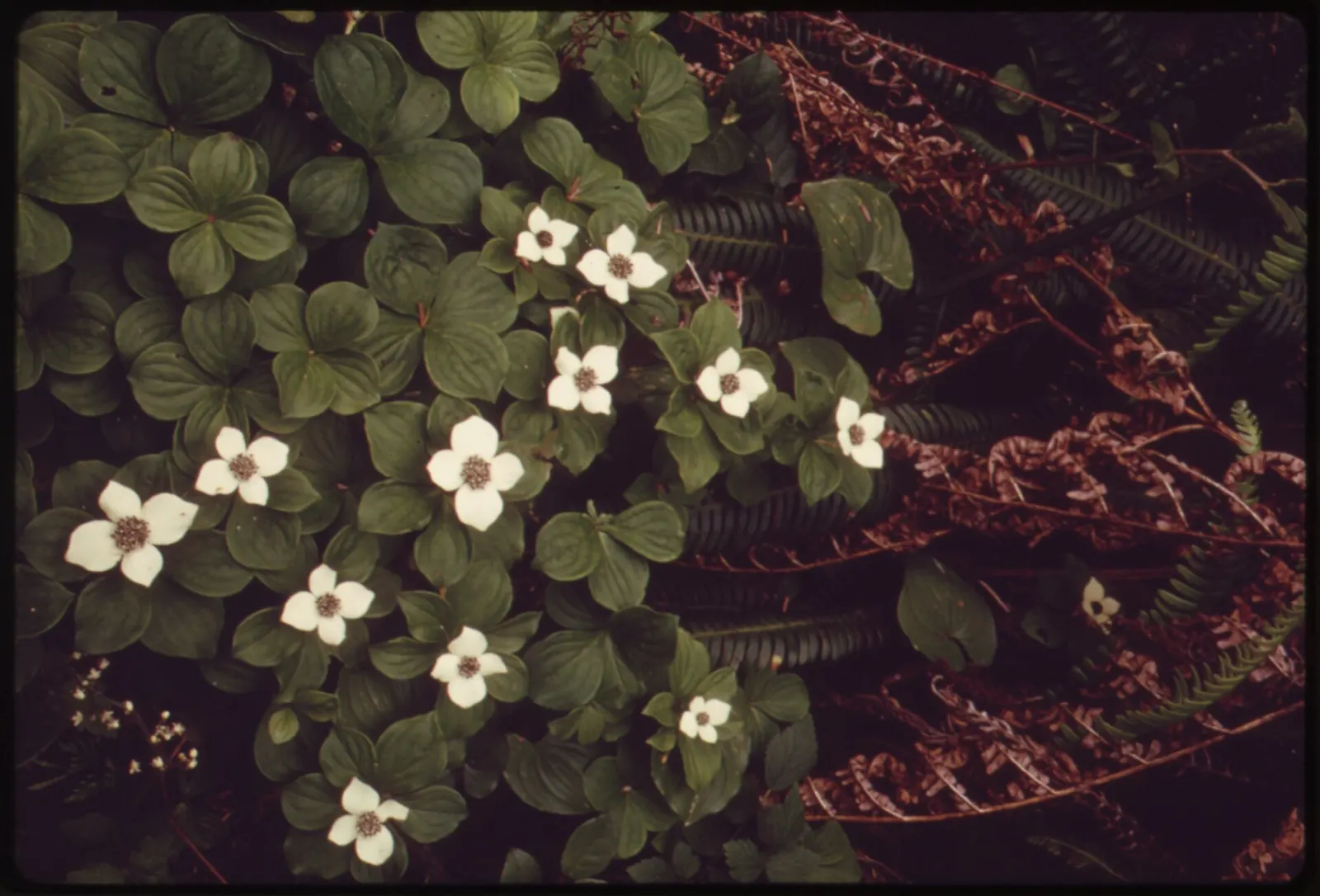 Bunchberry (Cornus Canadensis) — Cornus canadensis, or Bunchberry, is a low-growing, herbaceous perennial reaching 4 to 8 inches in height