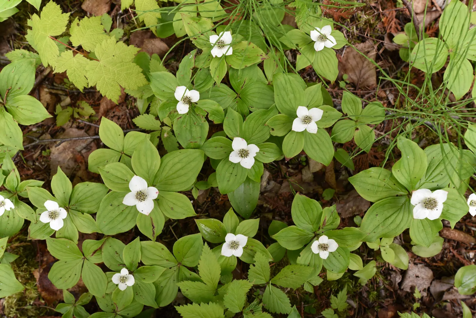 Bunchberry (Cornus Canadensis) — well-drained soil with an acidic to neutral pH