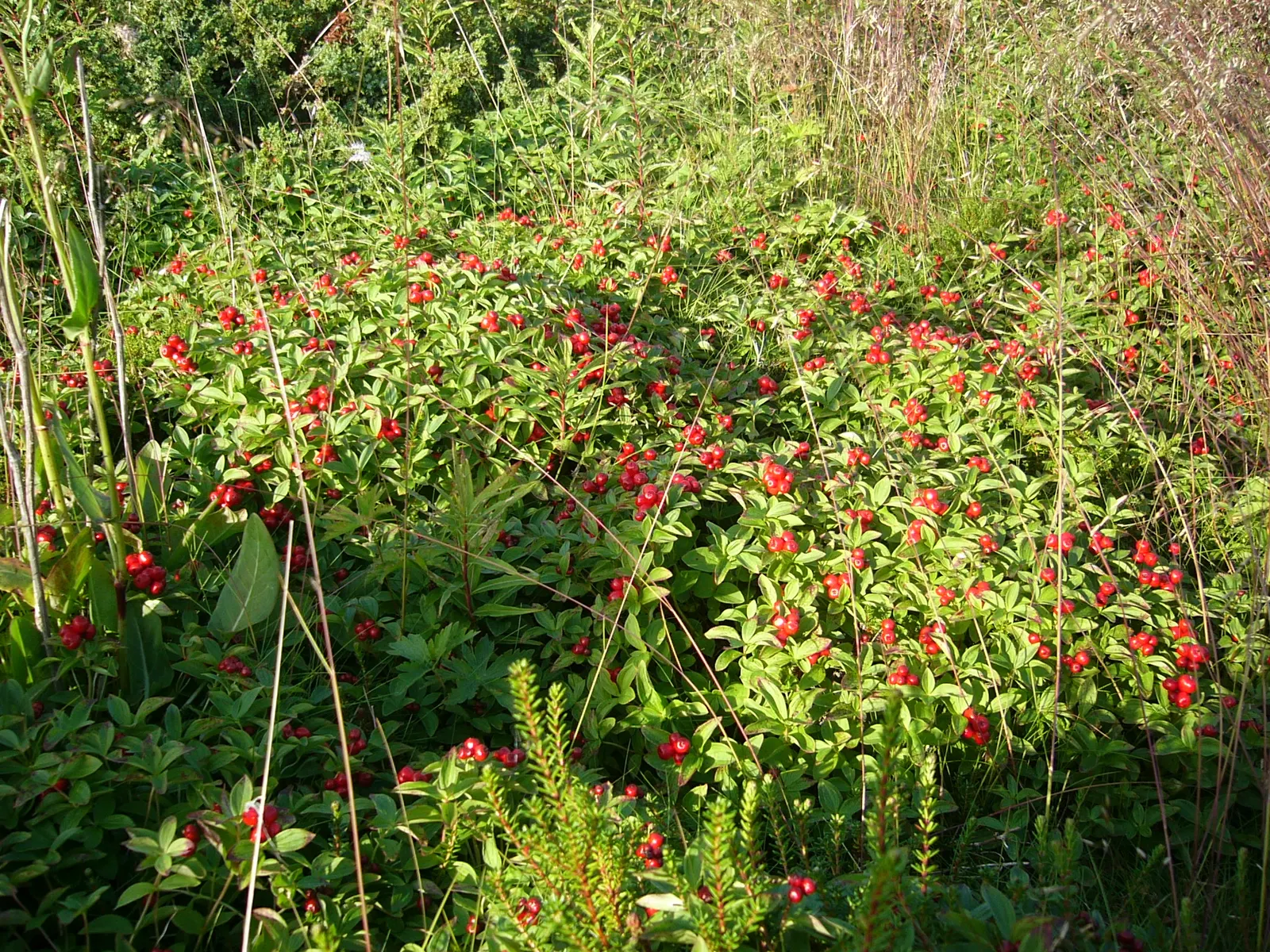 Bunchberry (Cornus Canadensis) — offering a year-round visual appeal with minimal maintenance; providing a feast for various bird species.<br><br>Bunchberry