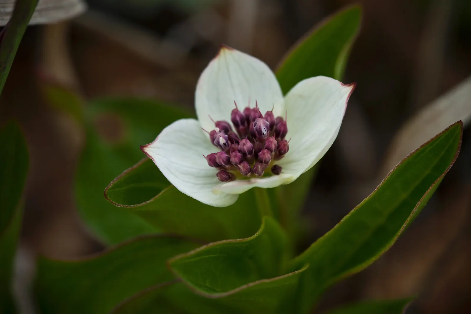 Bunchberry (Cornus Canadensis) — white flowers in the garden; the Bunchberry, or Cornus canadensis, is an enchanting ground cover plant that, image 67