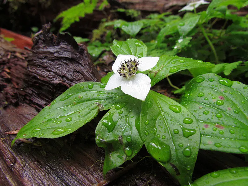 Bunchberry (Cornus Canadensis) — ground cover / shrub with white blooms; these blooms mature into striking clusters of bright red berries by late, image 68