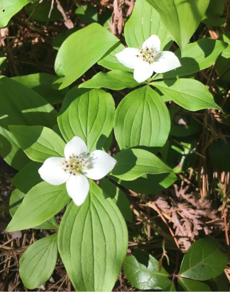 Bunchberry (Cornus Canadensis) — adding seasonal interest to shade gardens or naturalized woodland settings; spreading through rhizomes to form a carpet of lush