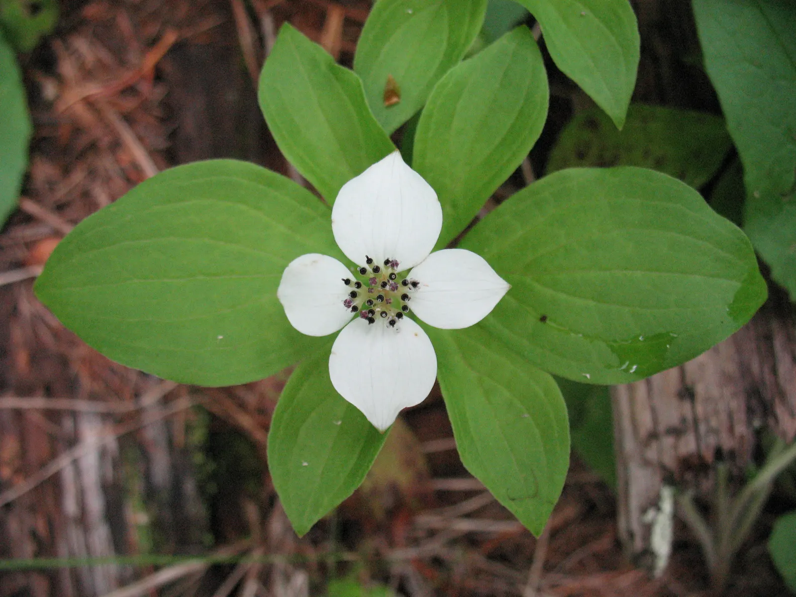 Bunchberry (Cornus Canadensis) — each approximately 1/4 to 3/8 inch in diameter; this North American native features striking white flowers in late, image 83