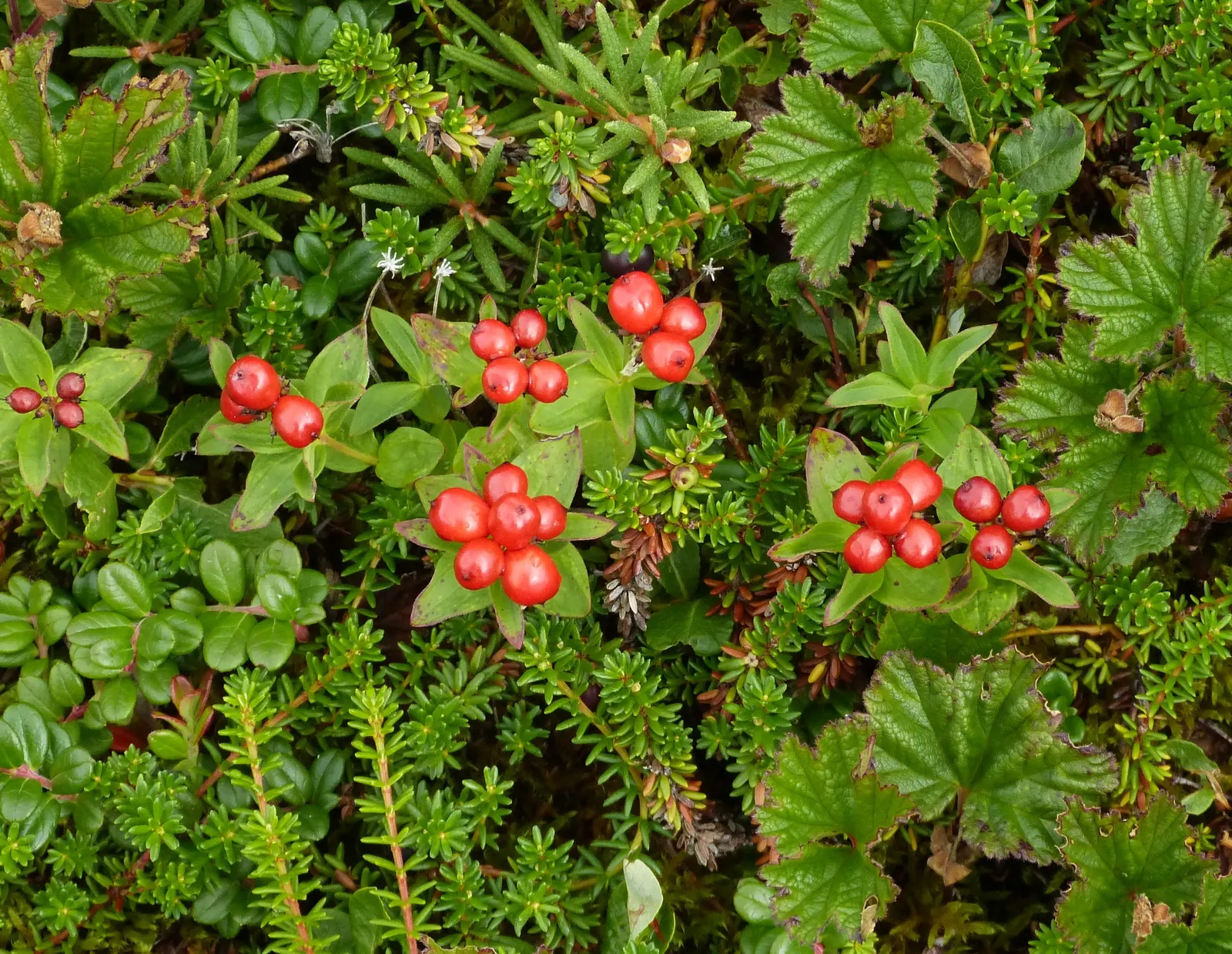 Bunchberry (Cornus Canadensis) — This diminutive dynamo typically reaches a modest height of 4 to 8 inches; a native to northern temperate and, image 169