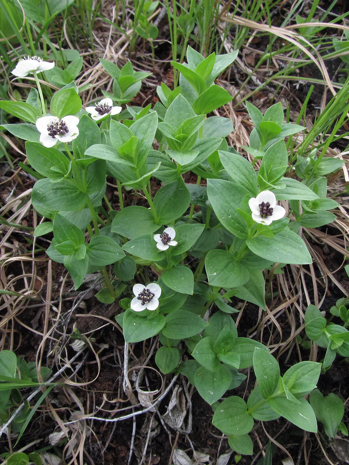 Bunchberry (Cornus Canadensis) — These blooms mature into striking clusters of bright red berries by late summer; offering a year-round visual, image 105