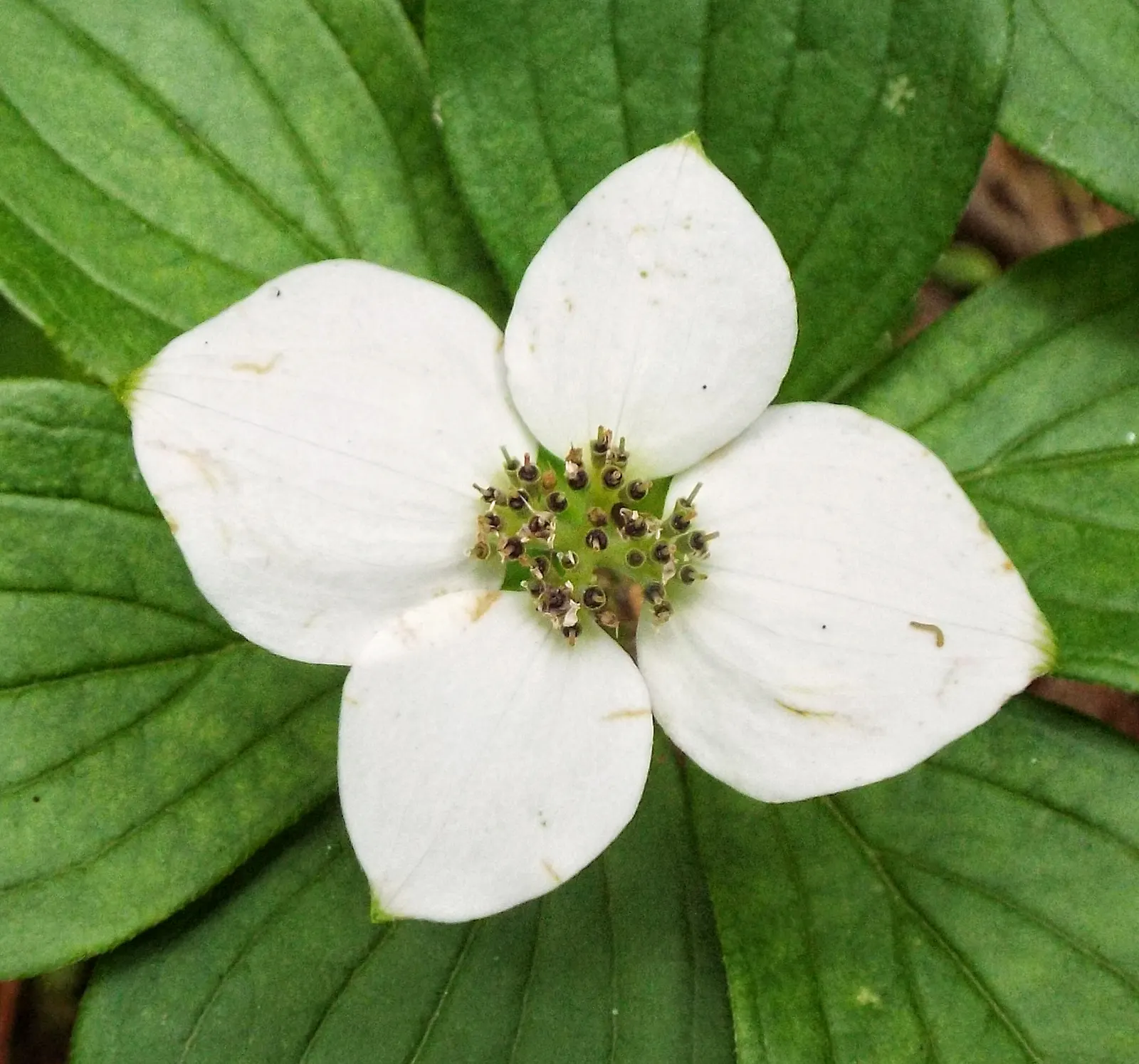 Bunchberry (Cornus Canadensis) — showy white bracts - often mistaken for petals - that are 1 to 2 inches across, image 173
