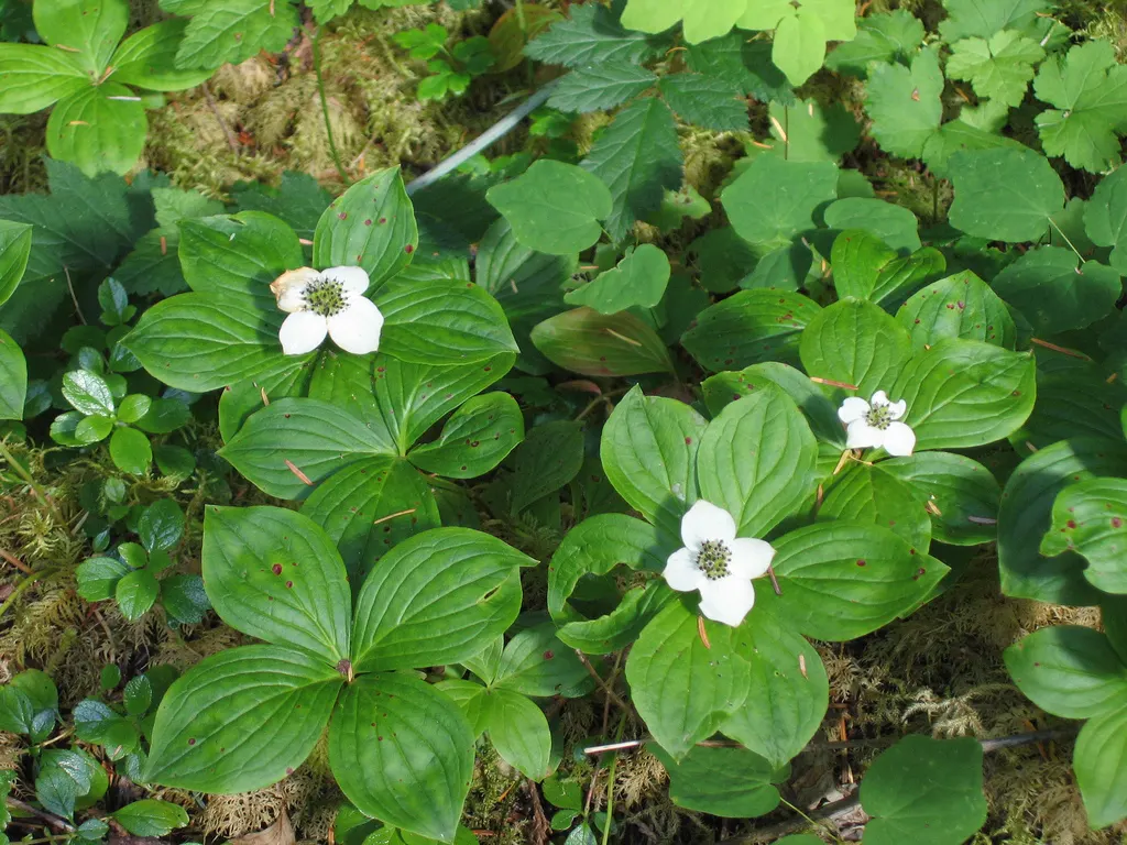 Bunchberry (Cornus Canadensis) — ground cover / shrub for half or shade; providing an enduring and ever-changing beauty, image 92