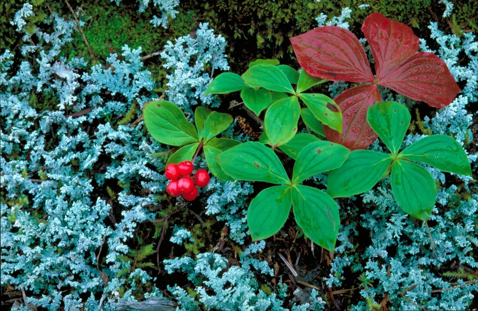 Bunchberry (Cornus Canadensis) — These blooms mature into striking clusters of bright red berries by late summer; offering a year-round visual, image 128