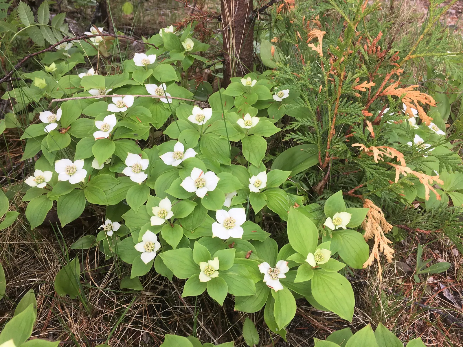 Bunchberry (Cornus Canadensis) — providing a feast for various bird species.<br><br>Bunchberry requires moist; verdant foliage.<br><br>The plant's, image 153
