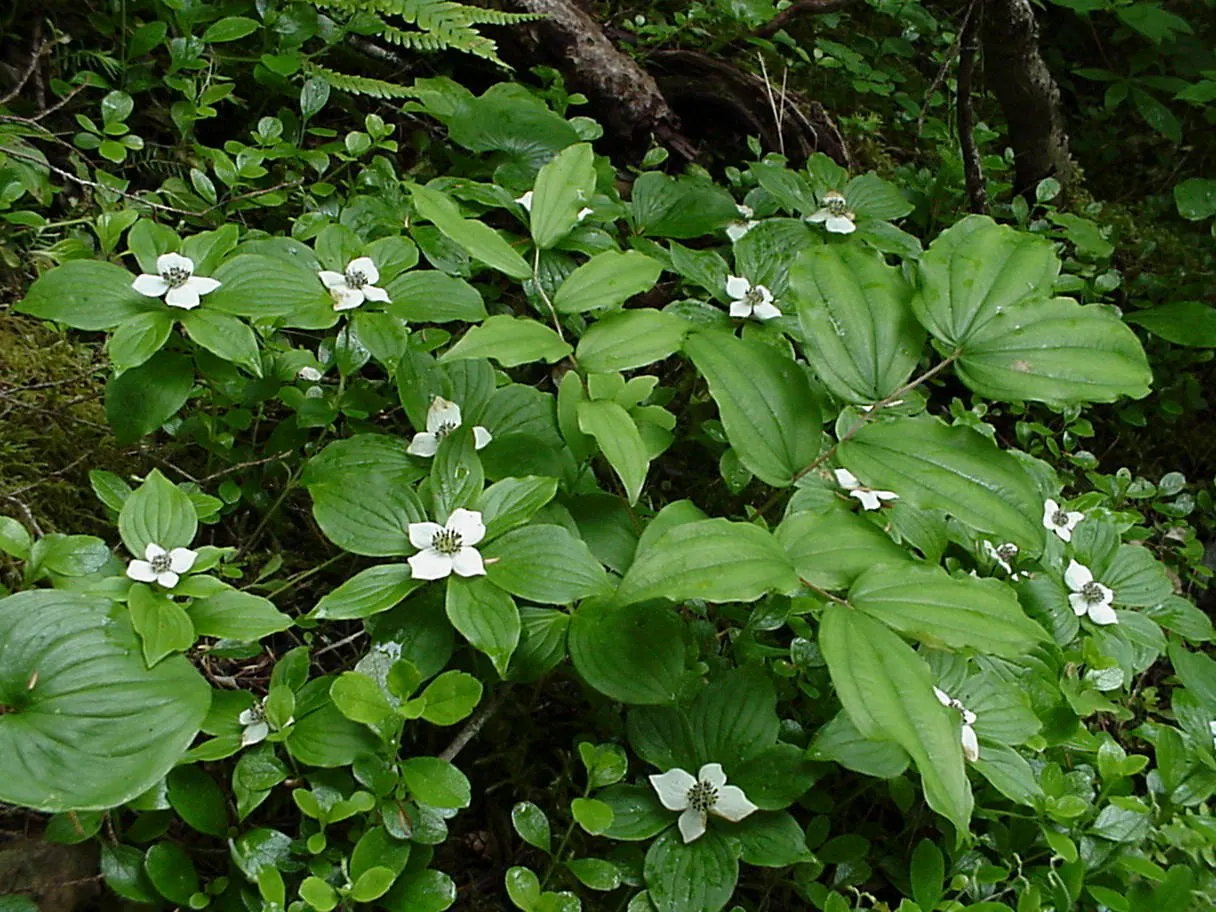 Bunchberry (Cornus Canadensis) — verdant foliage.<br><br>The plant's leaves are arranged in a whorled pattern; white flowers in the garden, image 79