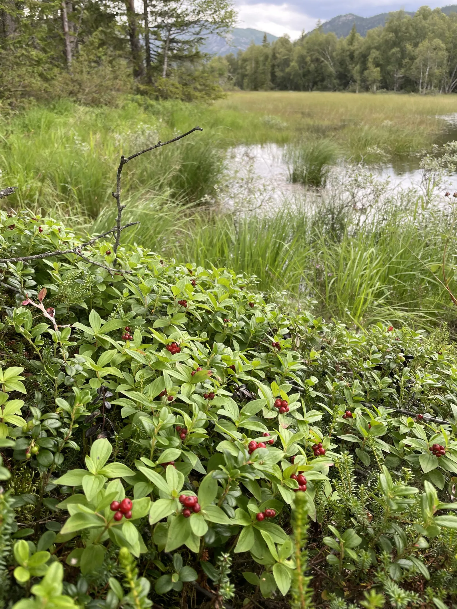 Bunchberry (Cornus Canadensis) — with four to six leaves creating a collar around a central stem; adding seasonal interest to shade gardens or naturalized