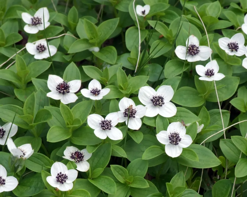 Bunchberry (Cornus Canadensis) — Tolerant of cold climates, it grows optimally in USDA hardiness zones 2 to 6; cornus canadensis, or Bunchberry, is, image 178