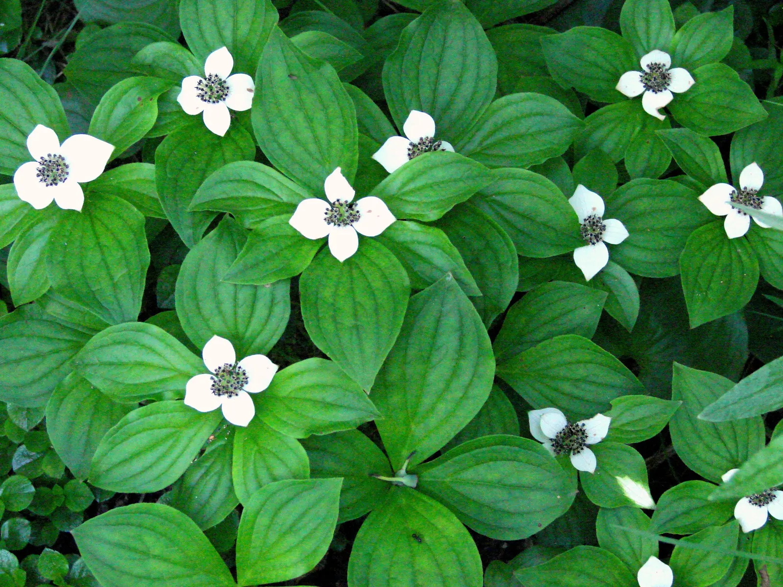 Bunchberry (Cornus Canadensis) — with four to six leaves creating a collar around a central stem; adding seasonal interest to shade gardens or, image 149