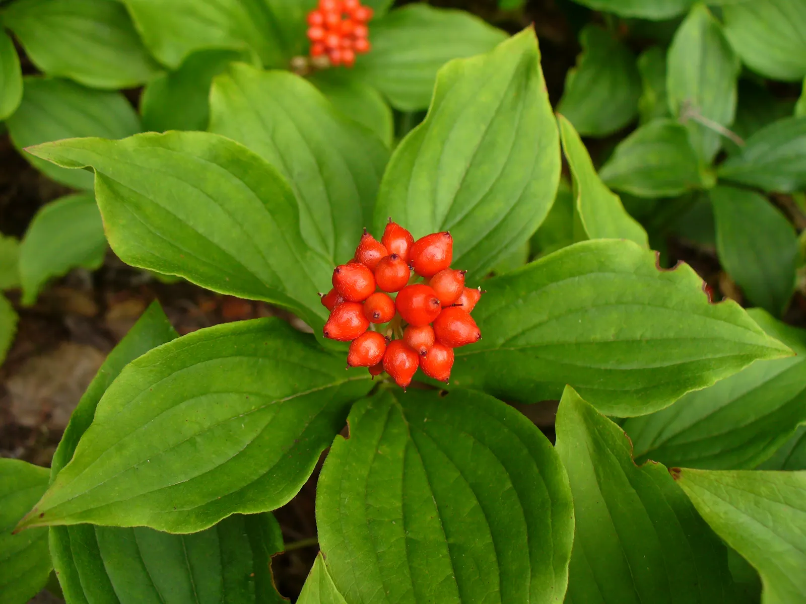 Bunchberry (Cornus Canadensis) — verdant foliage.<br><br>The plant's leaves are arranged in a whorled pattern