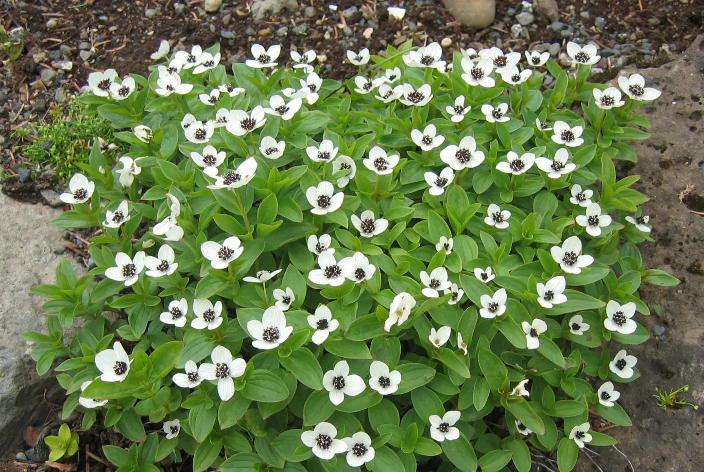 Bunchberry (Cornus Canadensis) — ground cover / shrub with white blooms; these blooms mature into striking clusters of bright red berries by late, image 160