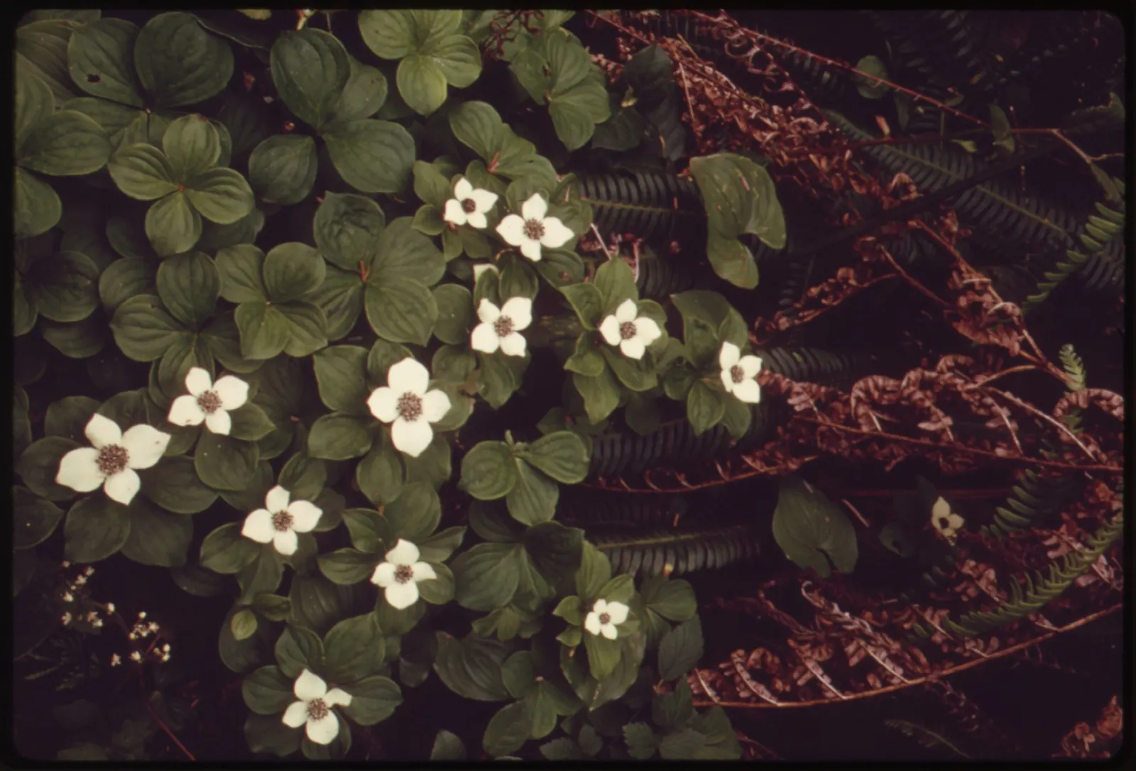 Bunchberry (Cornus Canadensis) — well-drained soil with an acidic to neutral pH; tolerant of cold climates, it grows optimally in USDA hardiness, image 131