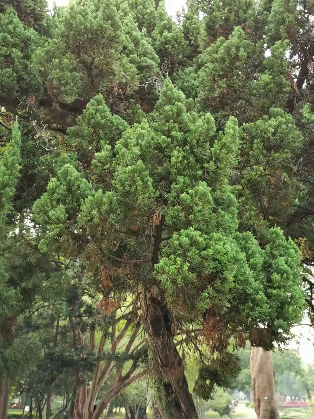 Hollywood Twisted Juniper (Juniperus Chinensis 'Kaizuka') — standing up to 15 feet tall with a 10-foot spread; the 'Kaizuka' thrives in full sun exposure