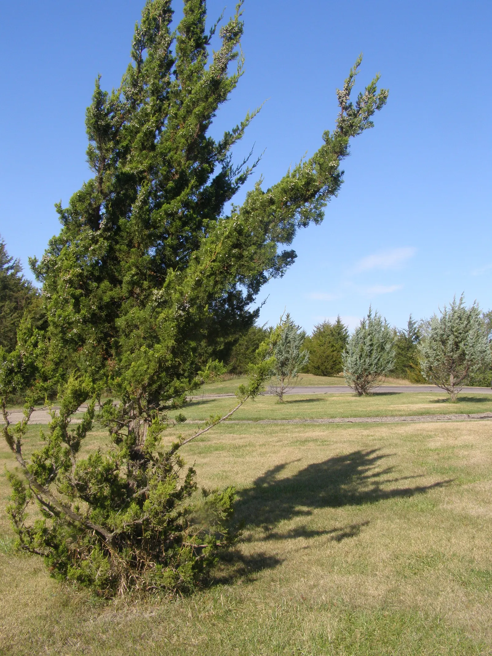 Hollywood Twisted Juniper (Juniperus Chinensis 'Kaizuka') — The Hollywood Twisted Juniper (Juniperus chinensis 'Kaizuka')